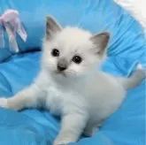 ラグドール【愛知県・女の子・2024年4月15日・ブルーポイントミテッド】の写真3