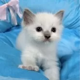 ラグドール【愛知県・女の子・2024年4月15日・ブルーポイントミテッド】の写真4