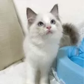 ラグドール【愛知県・男の子・2024年2月29日・ブルーポイントバイカラー】の写真4