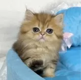 ペルシャ(チンチラ)【愛知県・女の子・2024年5月11日・チンチラゴールデン】の写真5