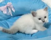 ラグドール【愛知県・女の子・2024年4月15日・ブルーポイントミテッド】の写真5