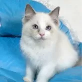 ラグドール【愛知県・男の子・2024年2月29日・ブルーポイントバイカラー】の写真5