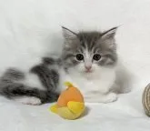 ラグドール×スコティッシュフォールド【愛知県・男の子・2023年2月25日・ブルータビー&ホワイト】の写真5