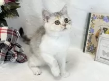 ミヌエット(長足)【愛知県・女の子・2024年12月19日・シルバーパッチドタビー&ホワイト】の写真3