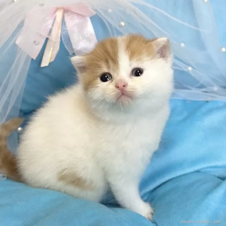 ID：2501-02552の子猫