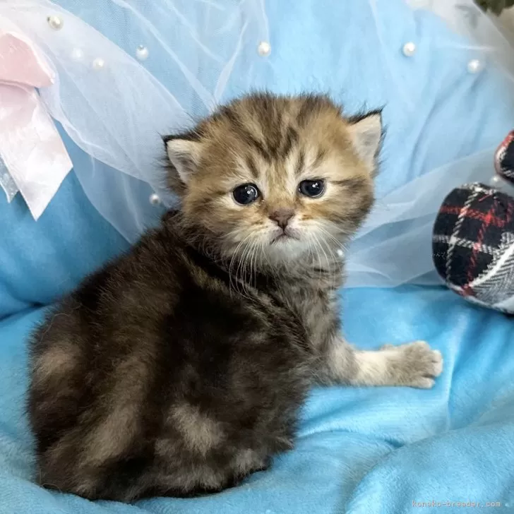 ID：2501-02570の子猫