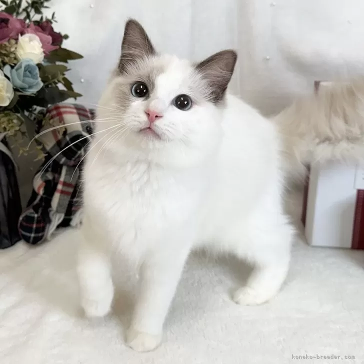 ID:2501-01284の子猫