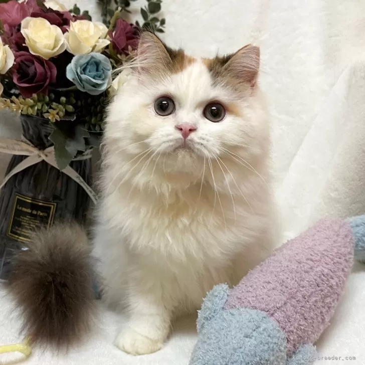 T.T 様のお迎えした子猫