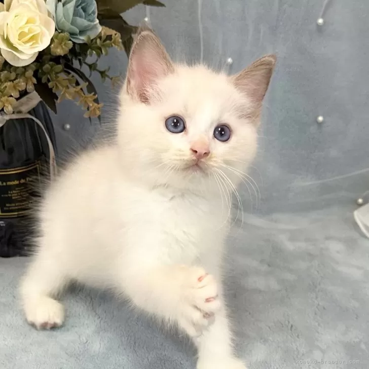 ID：2508-00374の子猫