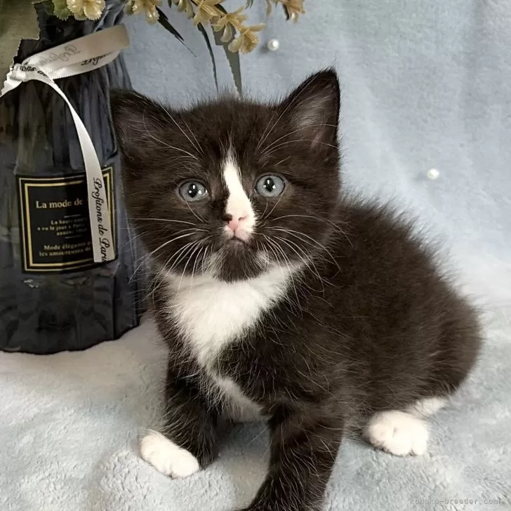 ミヌエット(長足)【愛知県・男の子・2025年7月18日・ブラック&amp;ホワイト】の写真1