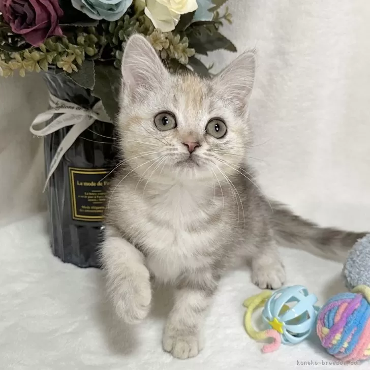 ID:2501-00242の子猫