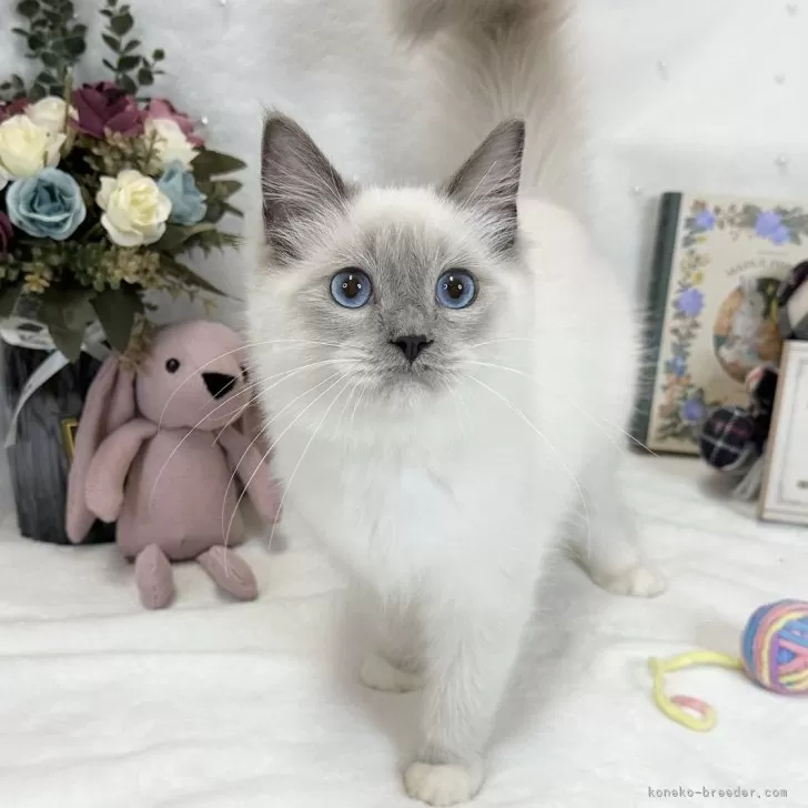 ID:2503-00988の子猫