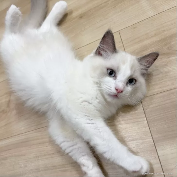 ID：2506-01794の子猫