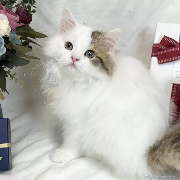 ID：2502-00174の子猫