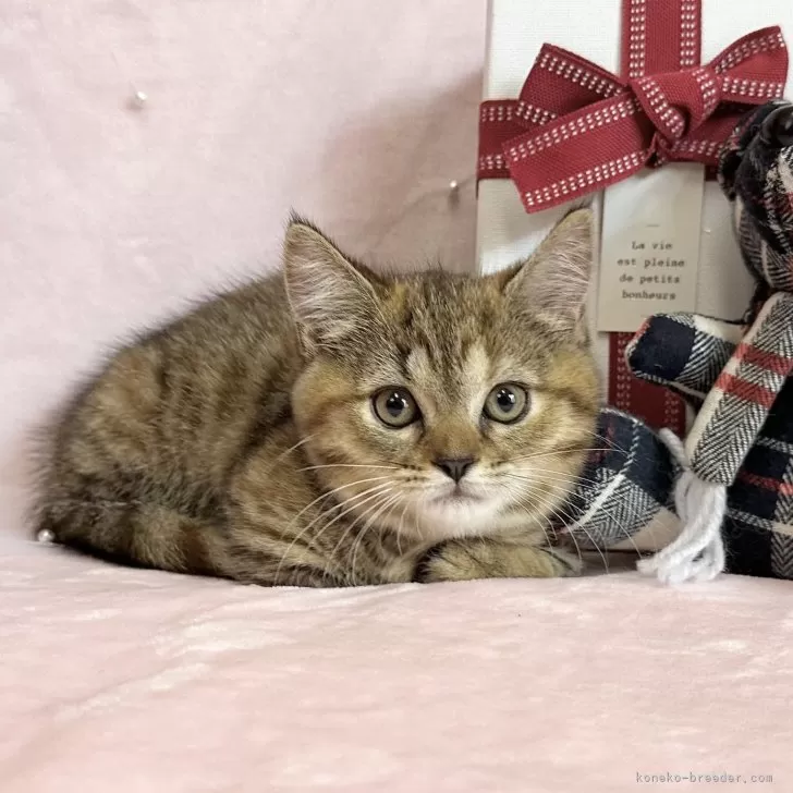 ID:2504-02813の子猫