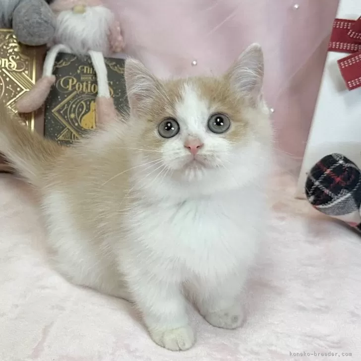 マンチカン(短足)【愛知県・男の子・2025年9月10日・クリーム&amp;ホワイト】の写真1