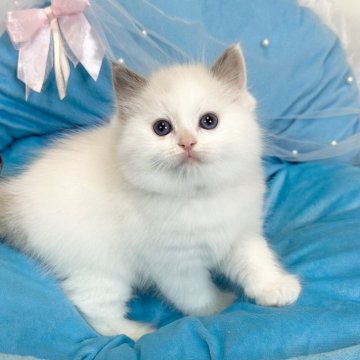 ラグドール【愛知県・女の子・2024年12月18日・ブルーポイントバイカラー】の写真「動画更新いたしました！ぜひご覧ください♪」