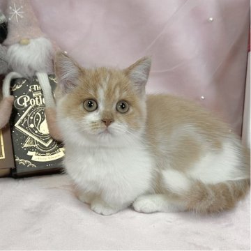 マンチカン(短足)【愛知県・女の子・2025年9月10日・クリームタビー&ホワイト（ショートヘア）】の写真「お目目もお顔もまるまる😊」