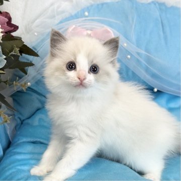 ラグドール【愛知県・女の子・2025年3月16日・ブルーポイントバイカラー】の写真「元気いっぱいに成長しています⭐︎愛らしい☺️」