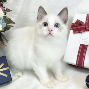 ラグドール【愛知県・男の子・2024年9月22日・ブルーポイントバイカラー】の写真「なぁに？見つめてくるお顔可愛すぎます💕」