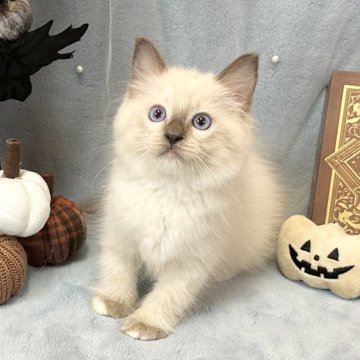 ラグドール【愛知県・男の子・2025年7月30日・ブルーポイントミテッド】の写真「体格良く成長しています☺️✨」