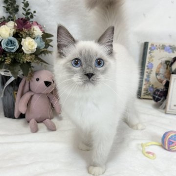 ラグドール【愛知県・男の子・2024年9月18日・ブルーポイントミテッド】の写真「人懐っこい性格です✨」