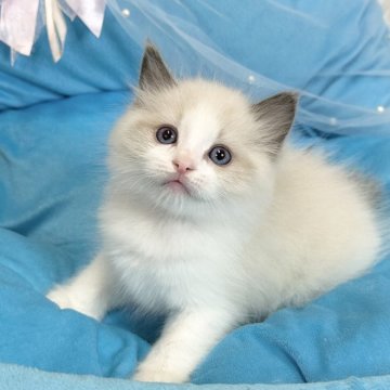 ラグドール【愛知県・男の子・2024年12月18日・ブルーポイントバイカラー】の写真「動画更新いたしました！是非ご覧ください！」
