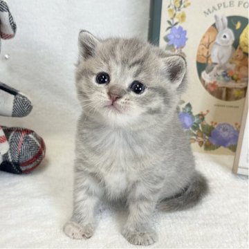 マンチカン(長足)【愛知県・女の子・2025年3月31日・ブルータビー（ショートヘア）】の写真「可愛すぎるタレ目ちゃん☺️」