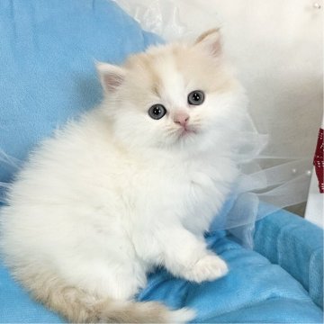 マンチカン(長足)【愛知県・女の子・2025年1月2日・クリーム&ホワイト】の写真「オモチャに興味が出てきました😊癒し系です💕」