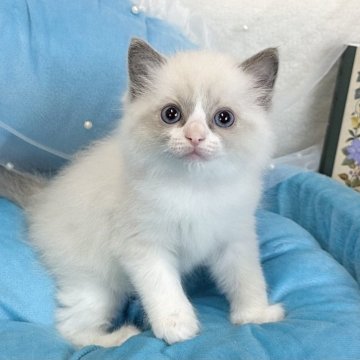 ラグドール【愛知県・男の子・2025年3月16日・ブルーポイントバイカラー】の写真「元気いっぱいに成長しています⭐︎愛らしい♡」