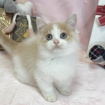 マンチカン(短足)【愛知県・男の子・2025年9月10日・クリーム&ホワイト（ショートヘア）】の写真「お目目もお顔もまるまる🩷✨」