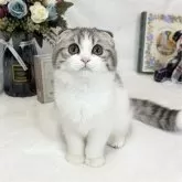 スコティッシュフォールド(折れ耳)
