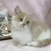 マンチカン(短足)