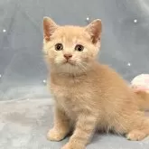 スコティッシュフォールド(立ち耳)