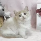 マンチカン(短足)