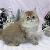 ペルシャ(チンチラ)