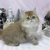 ペルシャ(チンチラ)