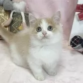 マンチカン(短足)