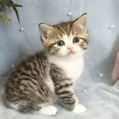 ミヌエット(長足)【愛知県・女の子・2025年7月18日・ブラウンタビー&ホワイト】の写真2