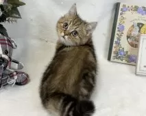 ミヌエット(長足)【愛知県・男の子・2025年1月9日・ブラウンタビー】の写真6