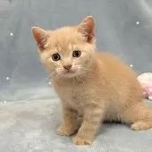 スコティッシュフォールド(立ち耳)【愛知県・男の子・2025年5月14日・クリームタビー】の写真3