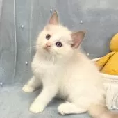 ラグドール【愛知県・男の子・2025年6月13日・ブルーポイントバイカラー】の写真3