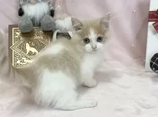 マンチカン(短足)【愛知県・男の子・2025年9月10日・クリーム&ホワイト】の写真3