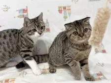 スコティッシュフォールド(折れ耳)【愛知県・女の子・2025年7月28日・ブラウンタビー】の写真3