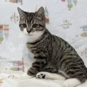 スコティッシュフォールド(立ち耳)【愛知県・男の子・2025年7月28日・ブラウンタビー&ホワイト】の写真3