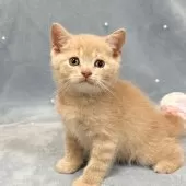 スコティッシュフォールド(立ち耳)【愛知県・男の子・2025年5月14日・クリームタビー】の写真4