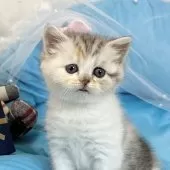 ミヌエット(長足)【愛知県・女の子・2024年12月19日・シルバーパッチドタビー&ホワイト】の写真9