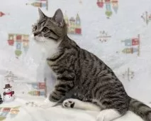 スコティッシュフォールド(立ち耳)【愛知県・男の子・2025年7月28日・ブラウンタビー&ホワイト】の写真4