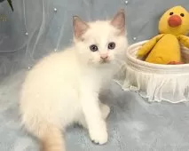ラグドール【愛知県・男の子・2025年6月13日・ブルーポイントバイカラー】の写真4