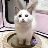 ラグドール【愛知県・女の子・2024年9月18日・ブルーポイントバイカラー】の写真10